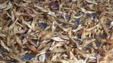 Nehirde balık tutan adam