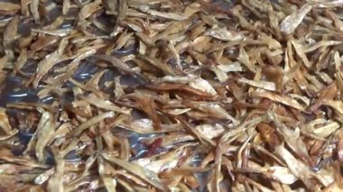 Nehirde balık tutan adam