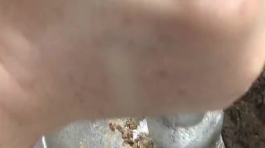 Çorba yapmak için tokmaklı yengeç