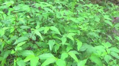 Bahçeden sebze topla, yıka ve pişir.