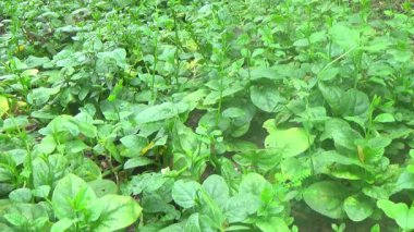 Bahçeden sebze topla, yıka ve pişir.