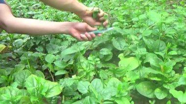 Bahçeden sebze topla, yıka ve pişir.