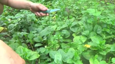 Bahçeden sebze topla, yıka ve pişir.