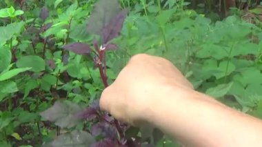 Bahçeden sebze topla, yıka ve pişir.