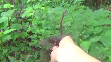 Bahçeden sebze topla, yıka ve pişir.