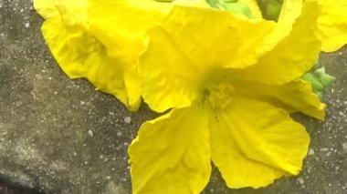 Bahçeden sebze topla, yıka ve pişir.