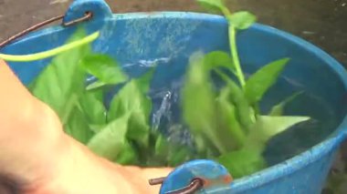 Bahçeden sebze topla, yıka ve pişir.