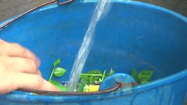 Bahçeden sebze topla, yıka ve pişir.