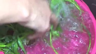 Bahçeden sebze topla, yıka ve pişir.