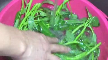 Bahçeden sebze topla, yıka ve pişir.