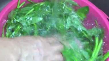 Bahçeden sebze topla, yıka ve pişir.