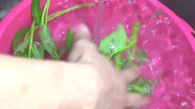 Bahçeden sebze topla, yıka ve pişir.