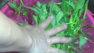 Bahçeden sebze topla, yıka ve pişir.