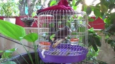 Kafesteki bir kuş