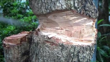 Ağacı bıçakla kesen adam.