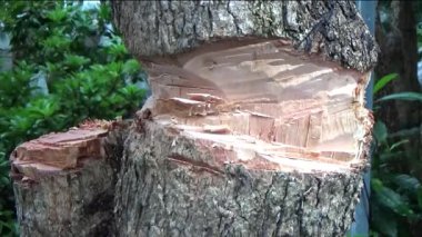 Ağacı bıçakla kesen adam.