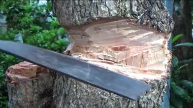 Ağacı bıçakla kesen adam.