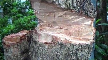 Ağacı bıçakla kesen adam.