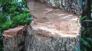 Ağacı bıçakla kesen adam.