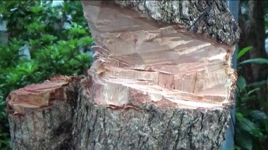 Ağacı bıçakla kesen adam.