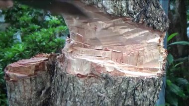 Ağacı bıçakla kesen adam.