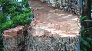 Ağacı bıçakla kesen adam.