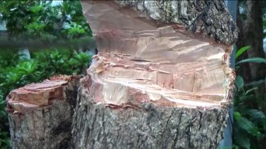 Ağacı bıçakla kesen adam.