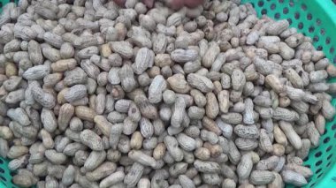 Ünlü hasatçı fıstık topluyor.