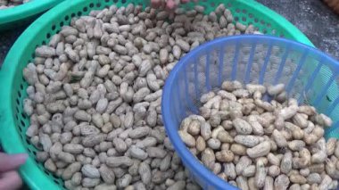 Ünlü hasatçı fıstık topluyor.