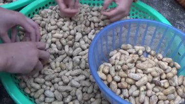 Ünlü hasatçı fıstık topluyor.