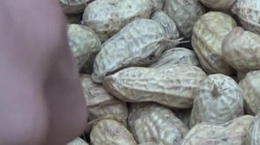 Ünlü hasatçı fıstık topluyor.