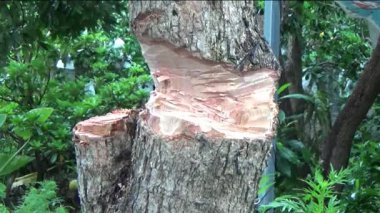 Ağacı bıçakla kesen adam.