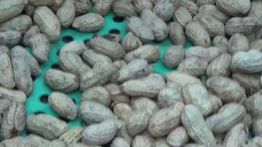 Ünlü hasatçı fıstık topluyor.