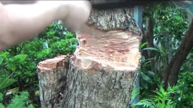 Ağacı bıçakla kesen adam.