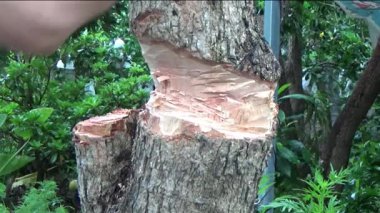 Ağacı bıçakla kesen adam.