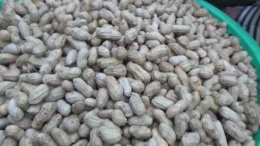 Ünlü hasatçı fıstık topluyor.