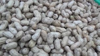 Ünlü hasatçı fıstık topluyor.