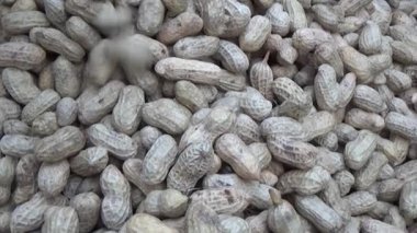 Ünlü hasatçı fıstık topluyor.