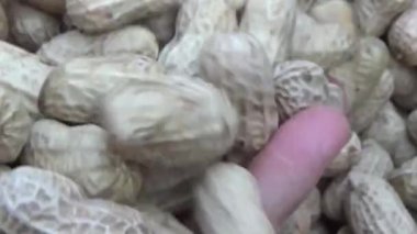 Ünlü hasatçı fıstık topluyor.