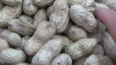 Ünlü hasatçı fıstık topluyor.