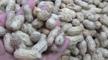 Ünlü hasatçı fıstık topluyor.