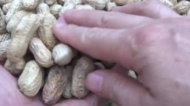 Ünlü hasatçı fıstık topluyor.