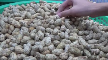 Ünlü hasatçı fıstık topluyor.