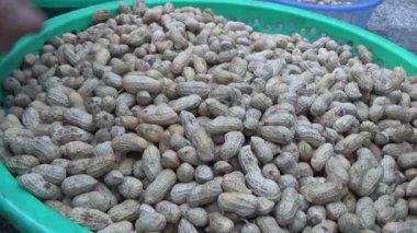 Ünlü hasatçı fıstık topluyor.