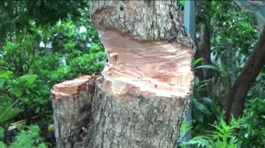 Ağacı bıçakla kesen adam.