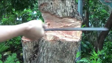 Ağacı bıçakla kesen adam.