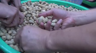 Ünlü hasatçı fıstık topluyor.