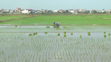 Pirinç alanında dikim çiftçiler