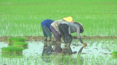 Pirinç alanında dikim çiftçiler