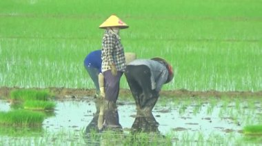 Pirinç alanında dikim çiftçiler